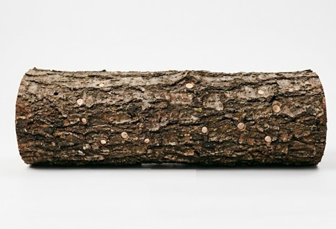 Mushroom Log: Lion's Mane 