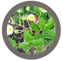 Pack of 12: Strawberry plant- Elsanta (Fragaria x ananassa)