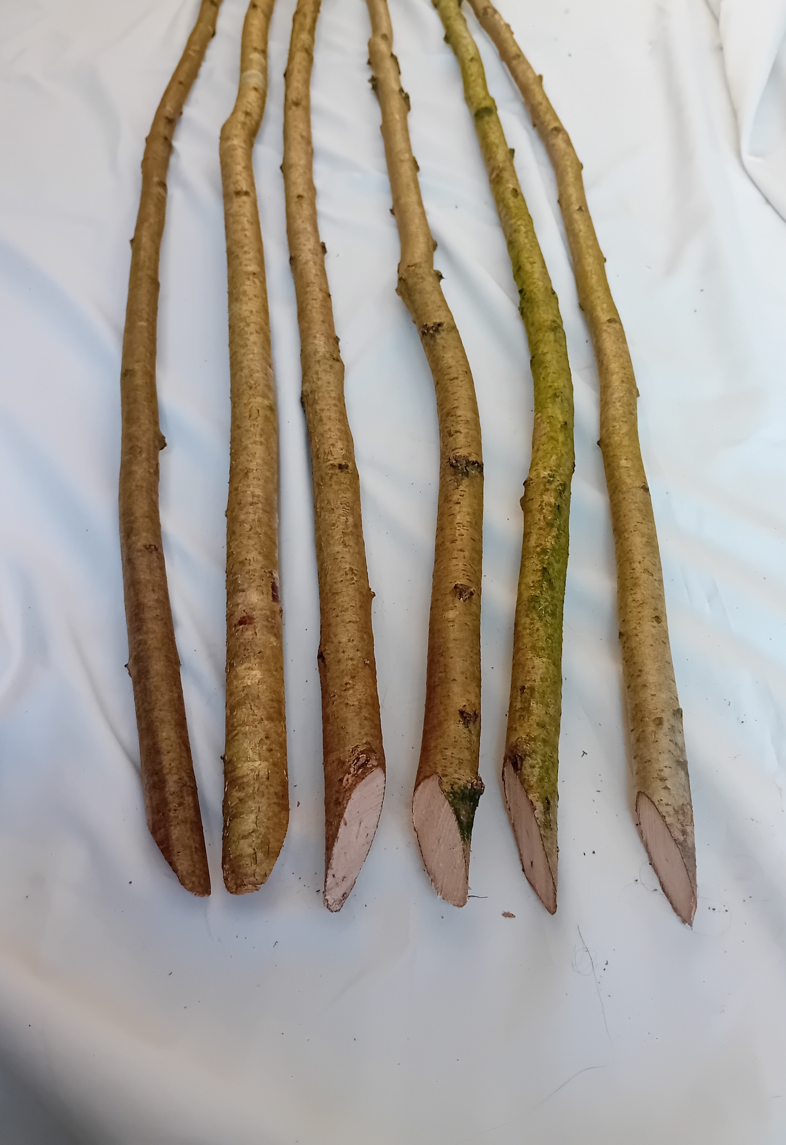BULK Pack of 100: Hazel bean poles - approx 4.5 foot long (1.4 metres)