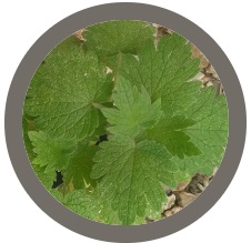 Mother wort