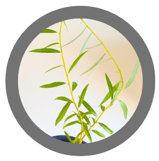40cm tall Weeping willow tree - Salix babylonica