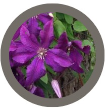Climbing Clematis - Purple (Polish Spirit)