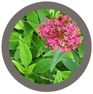 Plants for Pollinators