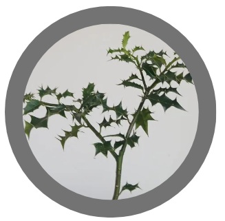 1.4 metre tall Holly bush - Ilex aquifolium