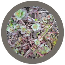 Pack of 3: Creeping Sedum - Dragons blood or Sedum spurium- Fuldaglut