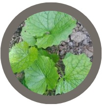 Pack of 5 CROWNS: Garlic mustard (Alliaria petiolata)