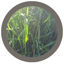 Sedge (Carex pendula)