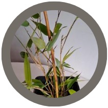 Golden Bamboo plant (Phyllostachys aurea)
