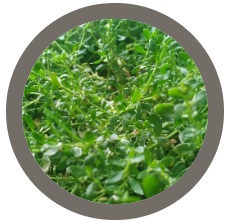 Pack of 2 plants: Rupturewort (Green Carpet) - Herniaria glabra