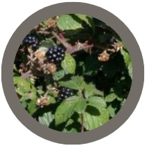 Pack of 8: Blackberry plants - Rubus fruticosus
