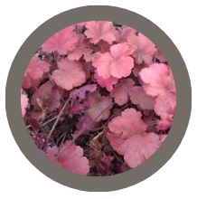 Coral bells (Heuchera) Berry Smoothie