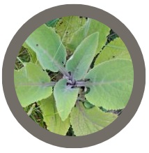 Foxglove (Digitalis)
