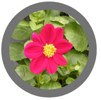 Dahlia Mignon Deep Magenta