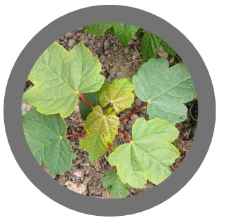 Sycamore Tree - Acer pseudoplatanus