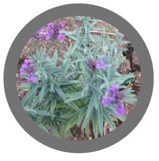 Pack of 3: Purple Toadflax (Linaria purpurea)