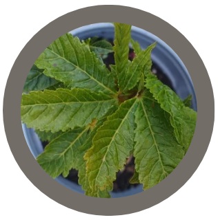 Horse chestnut (Aesculus hippocastanum)