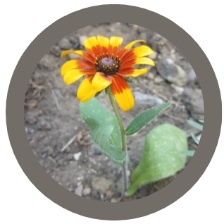 Pack of 3: Rudbeckia Hirta – Autumn Shades