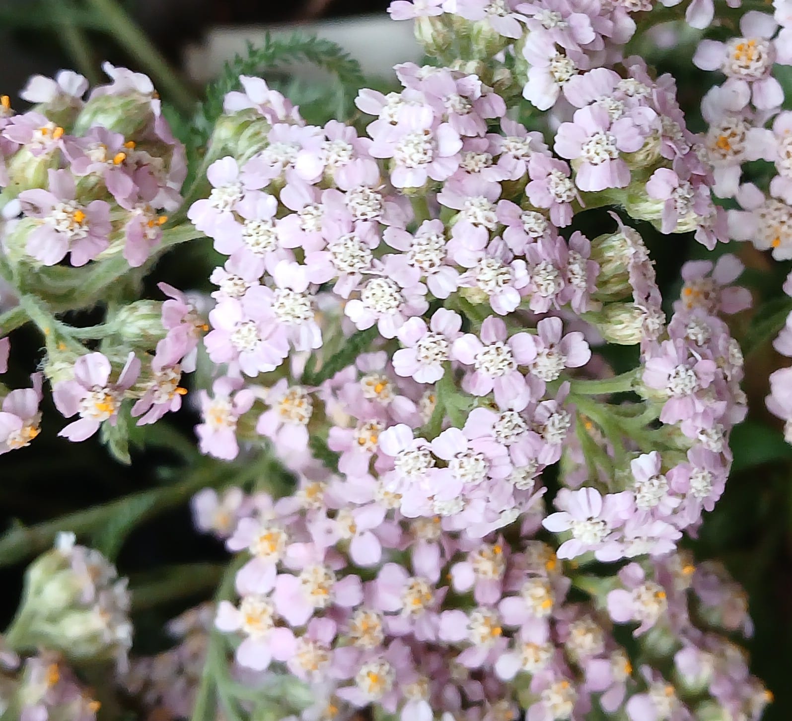 5 drought tolerant plants: Yarrow– Achillea millefolium - Pink