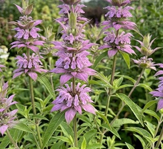 Lemon bergamot (Monarda citriodora) Seeds