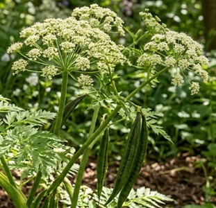 Sweet Cicely (Myrrhis odorata) Seeds
