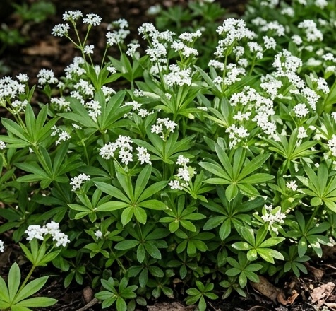 Sweet woodruff (Galium odoratum)