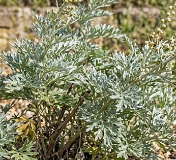 Wormwood (Artemisia absinthium) Seeds